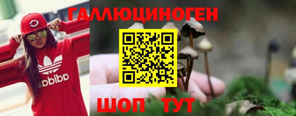 Псилоцибиновые грибы Psilocybe  Вход с VPN  Псков 